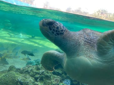 横浜・八景島シーパラダイスに投稿された画像（2021/3/17）