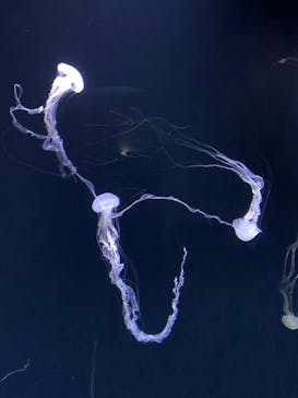 サンシャイン水族館に投稿された画像（2021/3/17）