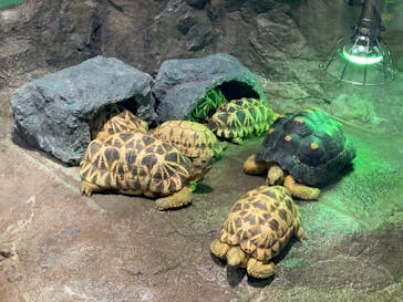 サンシャイン水族館に投稿された画像（2021/3/17）