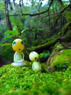 Yamakara屋久島に投稿された画像（2021/3/17）