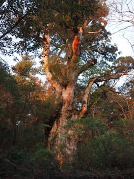 Yamakara屋久島に投稿された画像（2021/3/17）