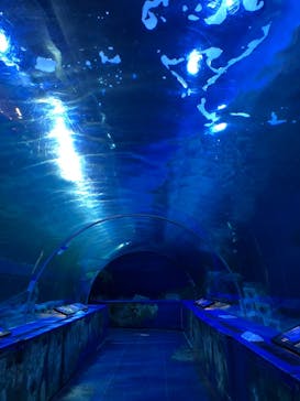 しながわ水族館に投稿された画像（2021/3/17）
