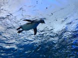 サンシャイン水族館に投稿された画像（2021/3/17）