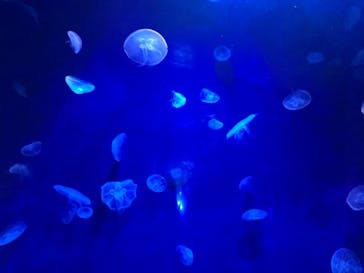 サンシャイン水族館に投稿された画像（2021/3/17）