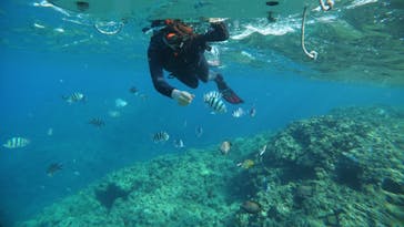 沖縄ダイビング ピンクマーメイドに投稿された画像（2021/3/17）