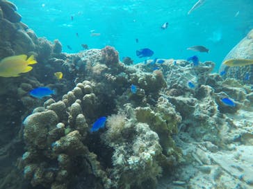 武藤潜水に投稿された画像（2021/3/18）