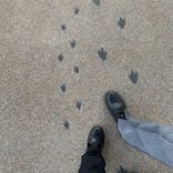 京都水族館に投稿された画像（2021/3/18）