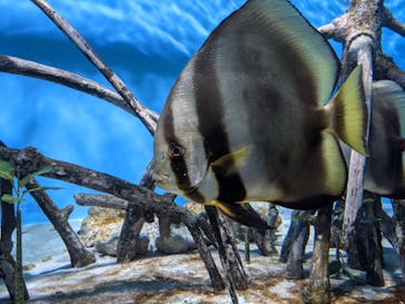 サンシャイン水族館に投稿された画像（2021/3/18）