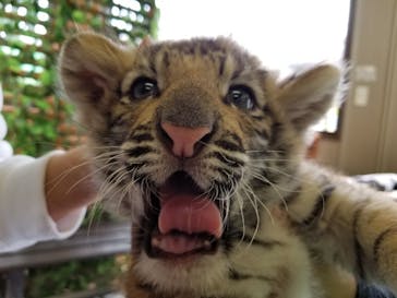 しろとり動物園に投稿された画像（2021/3/18）