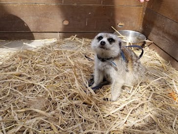 しろとり動物園に投稿された画像（2021/3/18）