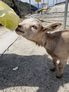 しろとり動物園に投稿された画像（2021/3/18）