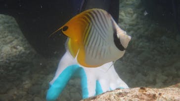 ダイビングショップ Sea Free（シーフリー）に投稿された画像（2021/3/18）