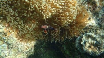 ダイビングショップ Sea Free（シーフリー）に投稿された画像（2021/3/18）