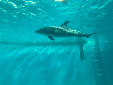しながわ水族館に投稿された画像（2021/3/18）