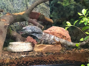 九十九島動植物園森きららに投稿された画像（2021/3/18）