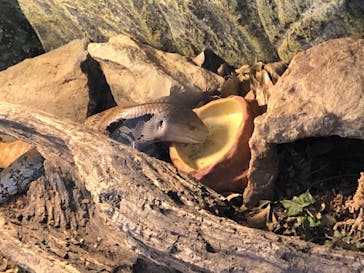 九十九島動植物園森きららに投稿された画像（2021/3/18）