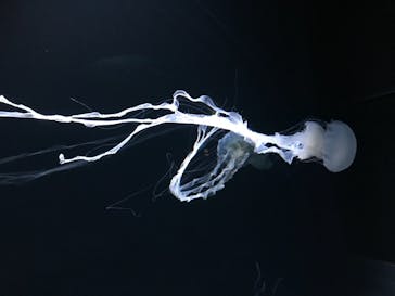 サンシャイン水族館に投稿された画像（2021/3/18）