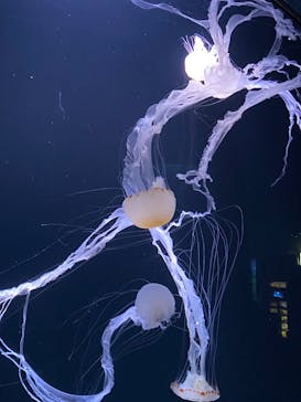 サンシャイン水族館に投稿された画像（2021/3/18）