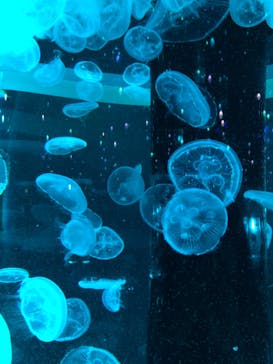 マクセル アクアパーク品川に投稿された画像（2021/3/18）