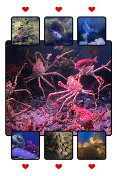 横浜・八景島シーパラダイスに投稿された画像（2021/3/18）