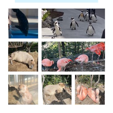 横浜・八景島シーパラダイスに投稿された画像（2021/3/18）