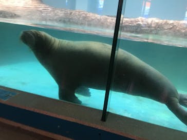 伊豆・三津シーパラダイスに投稿された画像（2021/3/18）