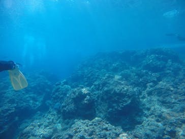 武藤潜水に投稿された画像（2021/3/19）