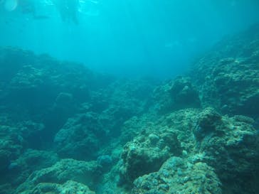 武藤潜水に投稿された画像（2021/3/19）