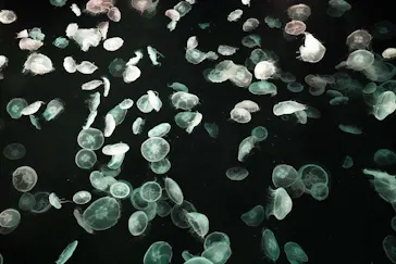 すみだ水族館に投稿された画像（2021/3/19）