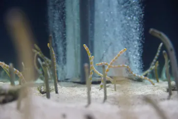 すみだ水族館に投稿された画像（2021/3/19）