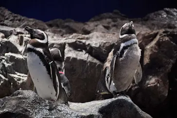 すみだ水族館に投稿された画像（2021/3/19）