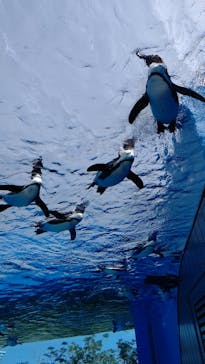 サンシャイン水族館に投稿された画像（2021/3/19）