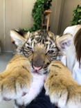 しろとり動物園に投稿された画像（2021/3/19）