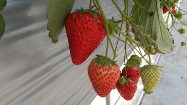 いのさんの観光農園に投稿された画像（2021/3/19）