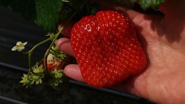 いのさんの観光農園に投稿された画像（2021/3/19）