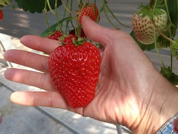 いのさんの観光農園に投稿された画像（2021/3/19）