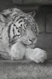 東武動物公園に投稿された画像（2021/3/19）