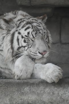 東武動物公園に投稿された画像（2021/3/19）