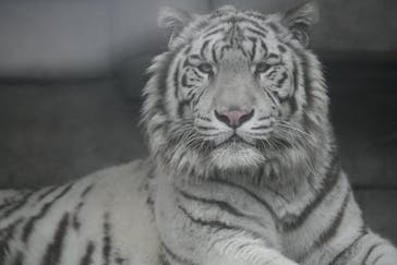 東武動物公園に投稿された画像（2021/3/19）