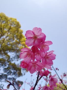 ACAO FORESTに投稿された画像（2021/3/19）