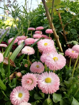 ACAO FORESTに投稿された画像（2021/3/19）