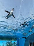 サンシャイン水族館に投稿された画像（2021/3/19）