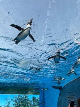 サンシャイン水族館に投稿された画像（2021/3/19）