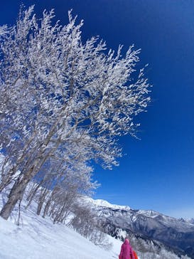 白馬八方尾根スキー場に投稿された画像（2021/3/19）