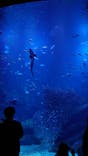 サンシャイン水族館に投稿された画像（2021/3/19）
