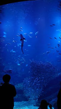 サンシャイン水族館に投稿された画像（2021/3/19）