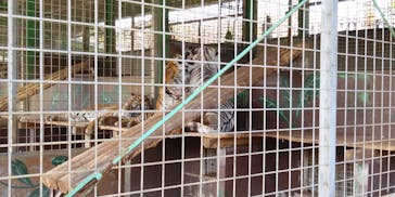 しろとり動物園に投稿された画像（2021/3/19）