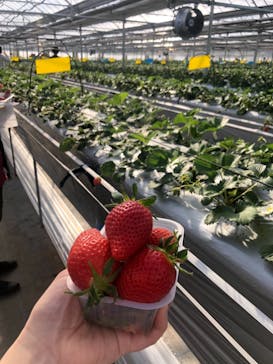 軽井沢ガーデンファームいちご園に投稿された画像（2021/3/19）