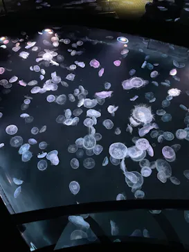 すみだ水族館に投稿された画像（2021/3/19）