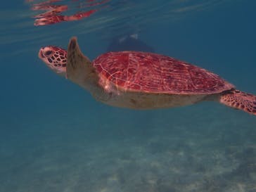 マリンヴィレッジ奄美に投稿された画像（2021/3/19）